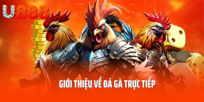 da-ga-truc-tiep-gioi-thieu
