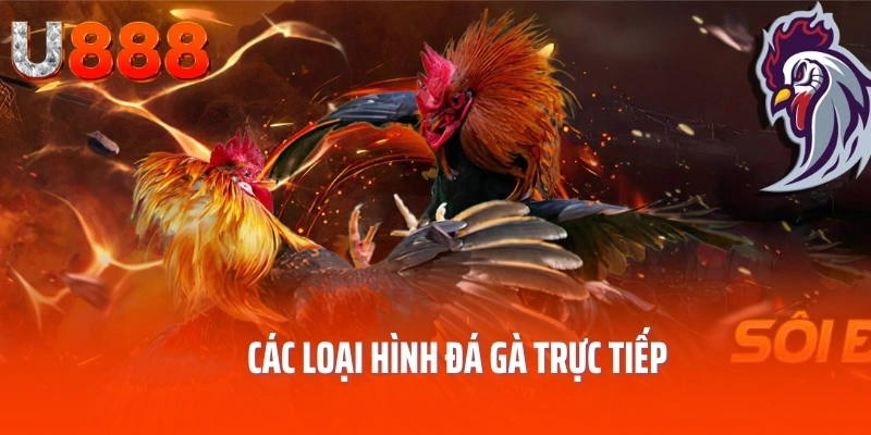 da-ga-truc-tiep-loai-hinh