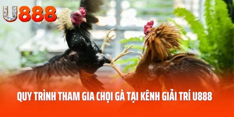 da-ga-u888-quy-trinh-tham-gia