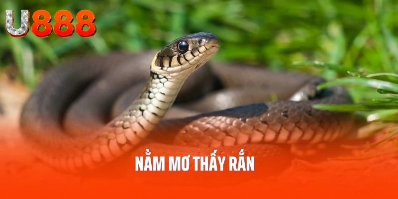 nam-mo-thay-ran
